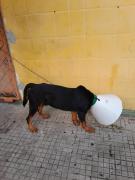 cachorro1.jpg