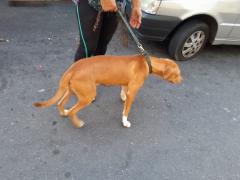 cachorro2.jpg