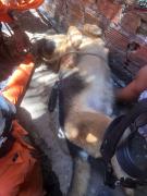 cachorro.jpg
