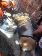 cachorro1.jpg