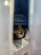 gato1.jpg