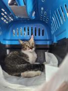 gato2.jpg