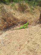 iguana.jpg