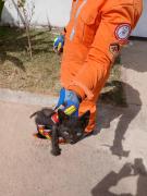 gatocapa.jpg