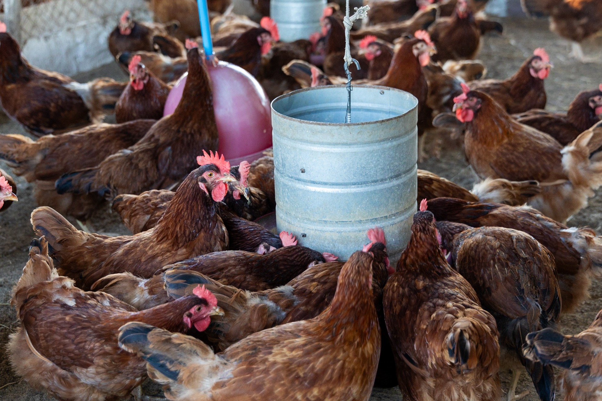 Dia da Avicultura 2025