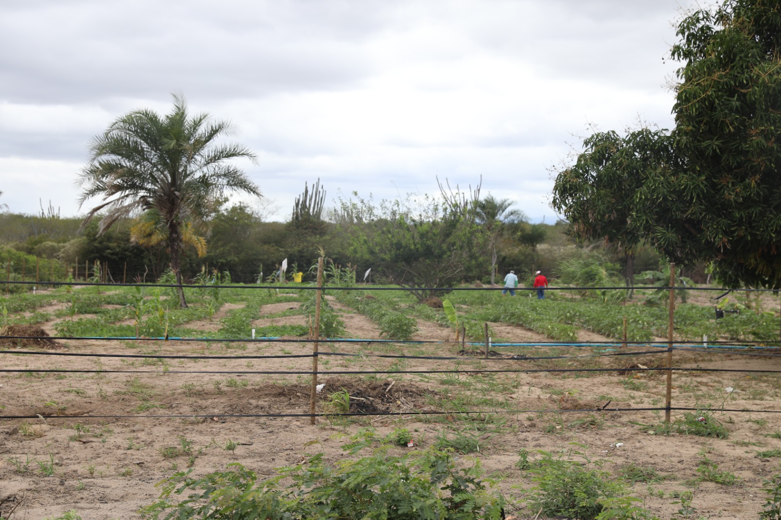Governo da Bahia entrega 120 hectares irrigados a famílias assentadas em Ponto Novo