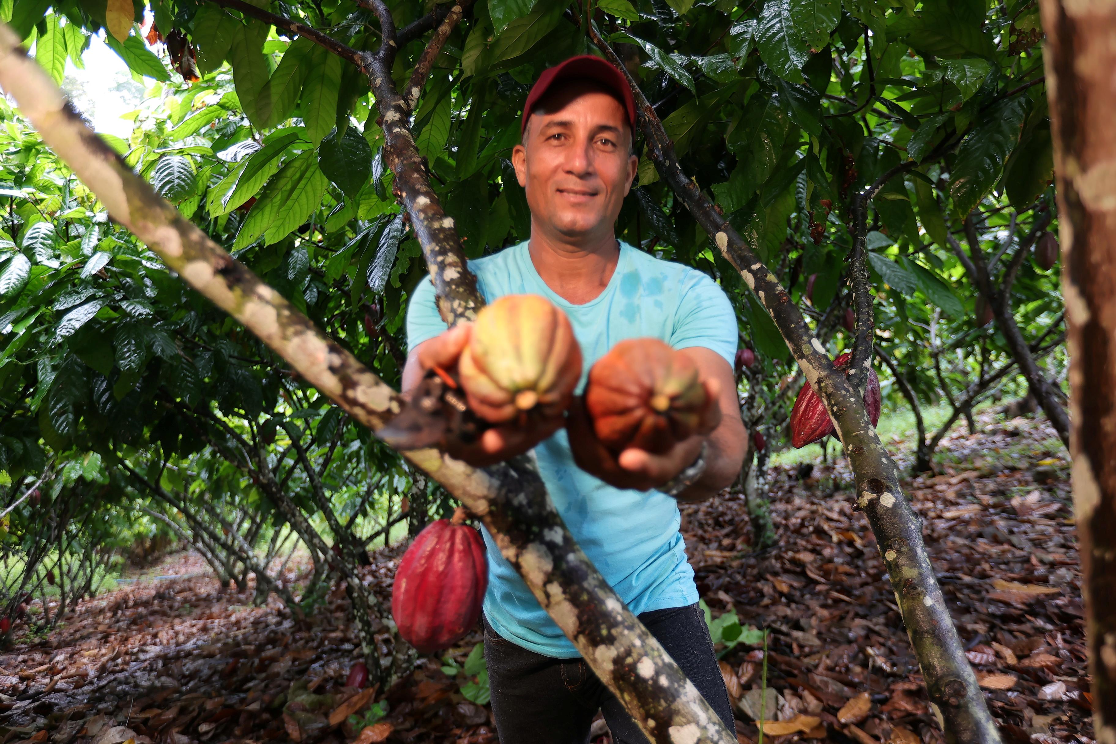 Dia do Cacau: Cacau+ impulsiona produção e fortalece a agricultura familiar na Bahia