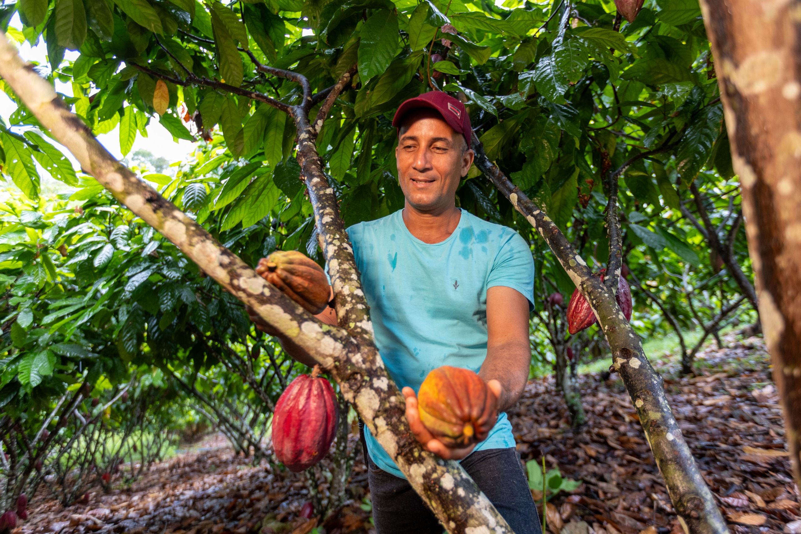Bahia Cacau: pioneira no chocolate da agricultura familiar