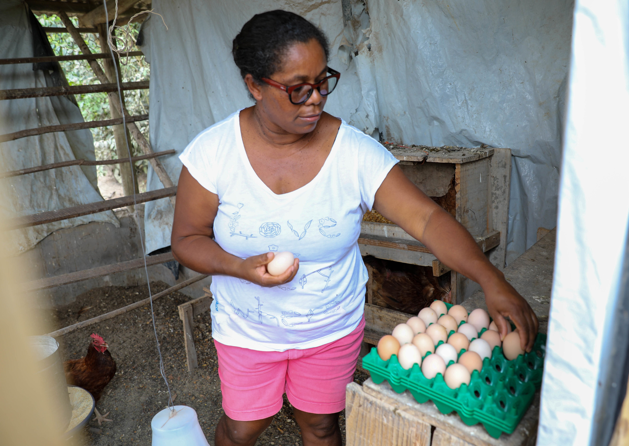 Bahia fortalece produção de ovos na agricultura familiar