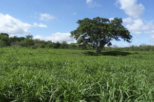 Implantação de unidades de  leite (4)