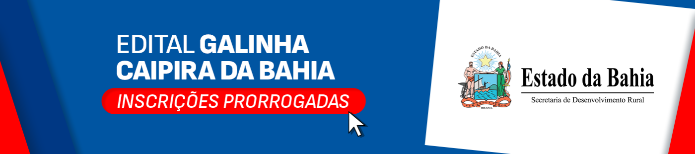 GALINHA CAIPIRA DA BAHIA
