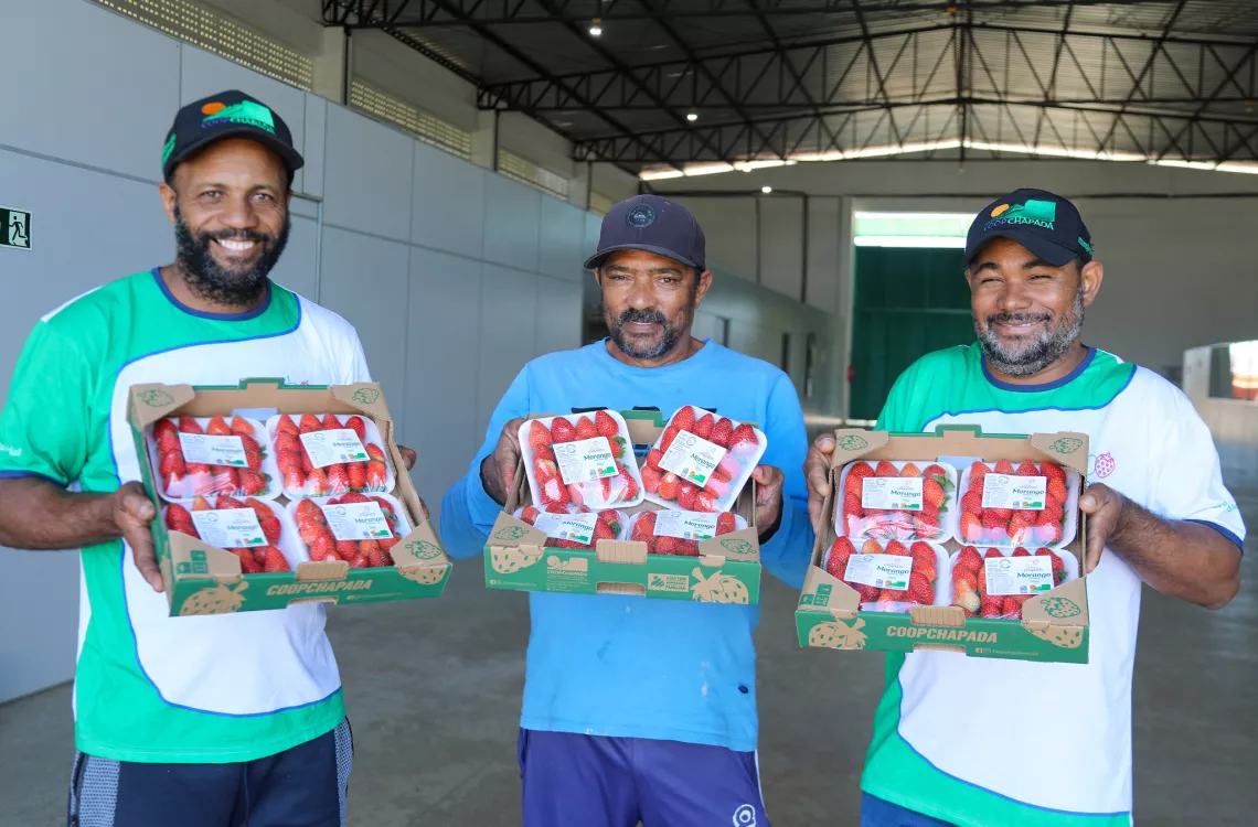 Unidade de beneficiamento de frutas vermelhas