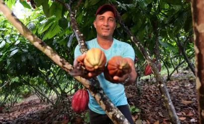 Dia do Cacau: Cacau+ impulsiona produção e fortalece a agricultura familiar na Bahia