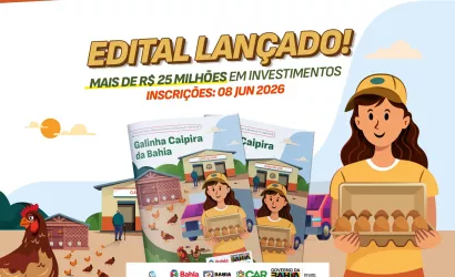 Governo da Bahia lança edital de R$ 25,6 milhões para produção de ovos caipiras