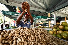 Bahia colhe inclusão, renda e desenvolvimento (4).jpeg