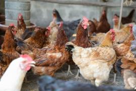 Dia da avicultura (2).jpeg