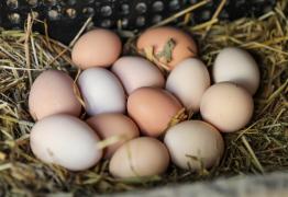 Dia da avicultura (3).jpeg