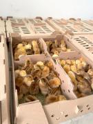 Entrega de kits de avicultura caipira promove inclusão produtiva e geração de renda no Recôncavo (9).jpeg