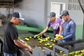 Unidade de Beneficiamento de Frutas fortalece agricultura familiar em Rio Real (14).jpeg
