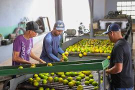 Unidade de Beneficiamento de Frutas fortalece agricultura familiar em Rio Real (16).jpeg