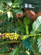 Associação Café Nova Canaã (9).jpeg