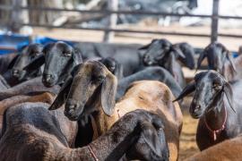 Anúncio de editais (4).jpeg