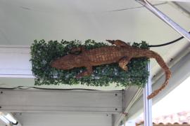 Caminho da Roça (9).jpeg