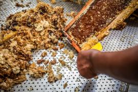 Morpará ganha unidade de mel e classificadora de ovos.jpg