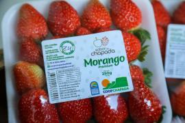 Unidade de beneficiamento de frutas vermelhas - Foto Geraldo Carvalho (4).jpg