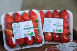 Unidade de beneficiamento de frutas vermelhas - Foto Geraldo Carvalho (5).jpg