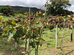 WhatsApp Image 2018-05-23 at 14.53.38 (2).jpeg