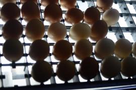 WhatsApp Image 2019-02-22 at 18.33.23.jpeg