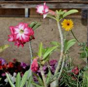 WhatsApp Image 2019-05-28 at 10.34.40.jpeg