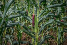 WhatsApp Image 2019-06-13 at 17.34.44.jpeg