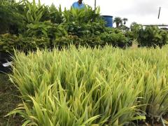 WhatsApp Image 2019-06-17 at 14.15.50.jpeg