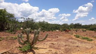 caatinga (3).jpg