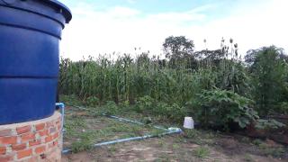 Ensaio-Campo Alegre (1).jpg