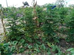 WhatsApp Image 2020-05-14 at 13.52.12.jpeg