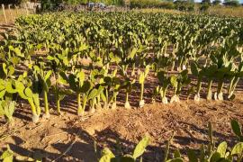 Cadeia do Leite5.jpeg