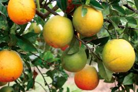 WhatsApp Image 2021-01-15 at 15.43.58.jpeg