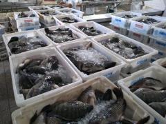 WhatsApp Image 2021-04-01 at 15.46.48.jpeg