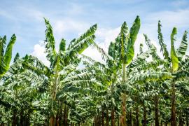 WhatsApp Image 2021-05-18 at 14.05.04.jpeg