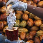 Cacau e Chocolate.jpg