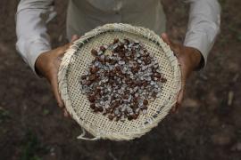 Cópia de LICURI.jpg