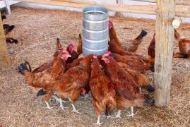 Kits Produtivos Ovos Carinhanha (1).jpg