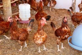 Kits Produtivos Ovos Carinhanha (41).jpg