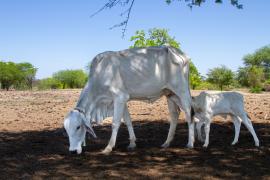 WhatsApp Image 2023-10-31 at 15.54.25.jpeg