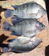 WhatsApp Image 2024-03-27 at 09.37.15.jpeg