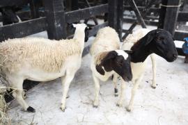 Foto - Feijão Almeida - GOVBA (2).jpg