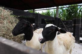 Foto - Feijão Almeida - GOVBA (3).jpg